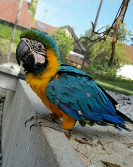 Blue & Gold Macaw Baby