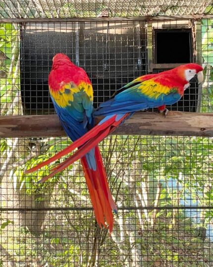 Bond Hand Reared Scarlet Macaw Parrot