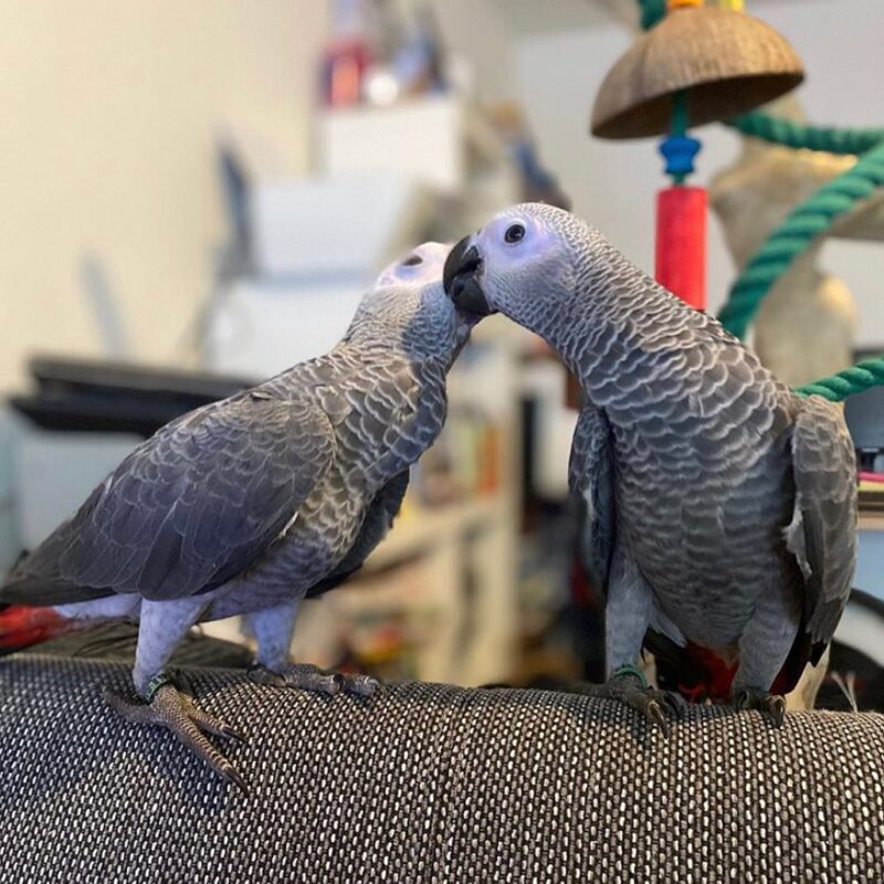 Bonded African Greys Parrots for sale