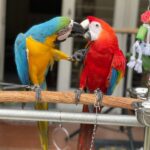 Bonded pair male and female macaws