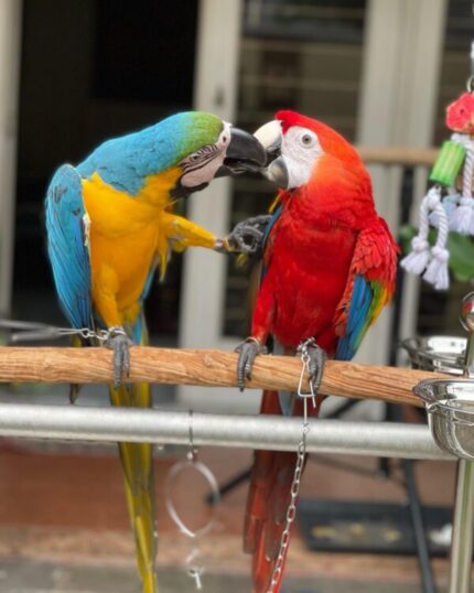 Bonded pair male and female macaws
