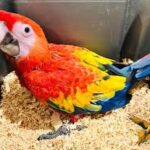 Charming 8-Month-Old Scarlet Macaw