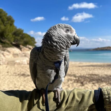 Charming Female African Grey Parrot