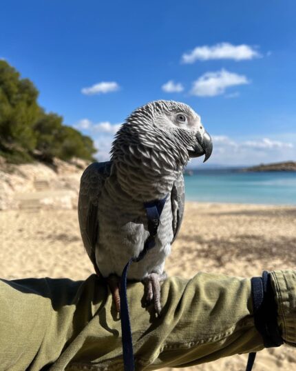Charming Female African Grey Parrot