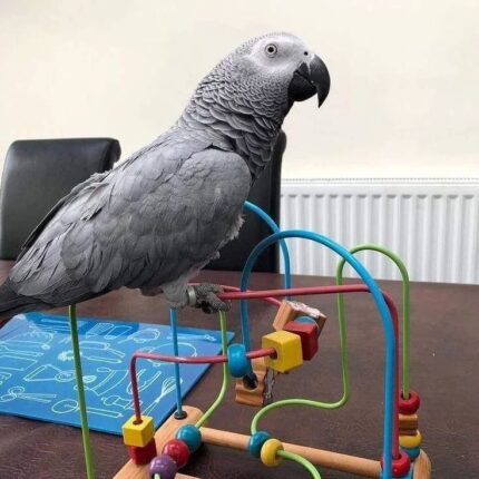 (Congo) African Grey Females