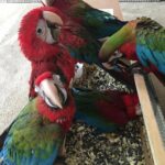 Cutest Baby Green Winged Macaw Parrots