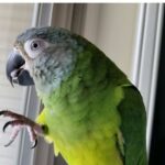 Dusky Headed Parakeet Conure for Sale