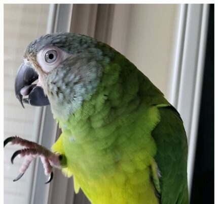 Dusky Headed Parakeet Conure for Sale