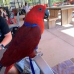 Ethan – Red Sided Eclectus