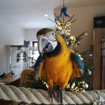 Female Blue and Gold Macaw for Sale