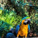 Female Blue and Gold Macaw Parrot