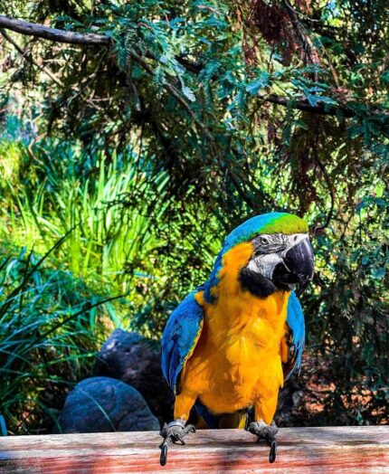 Female Blue and Gold Macaw Parrot