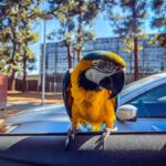 Female Blue & Gold Macaw