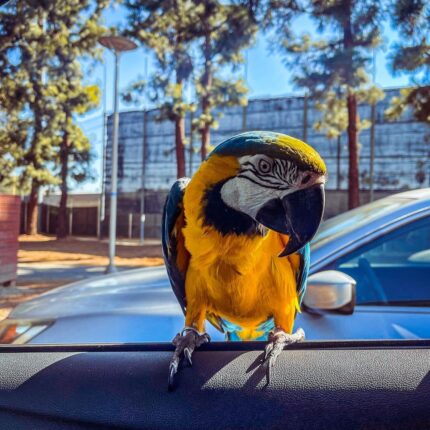 Female Blue & Gold Macaw