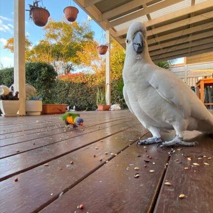 Female Cockatoo for Sale