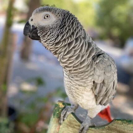 female Congo African grey