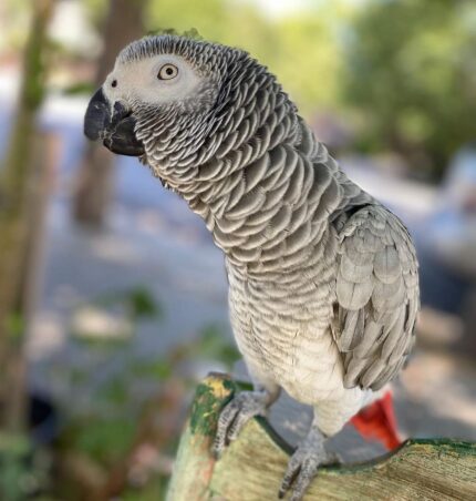 female Congo African grey