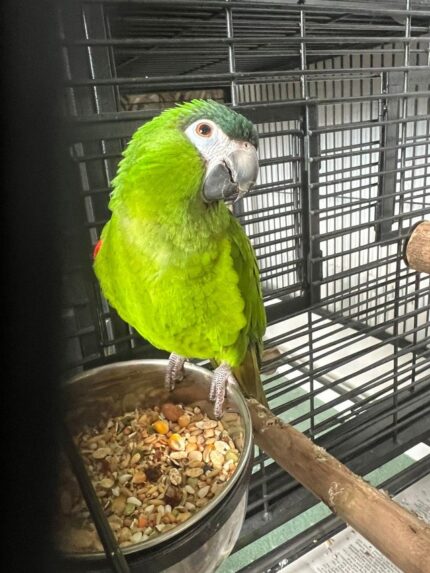 Female Hahns Macaw Parrot