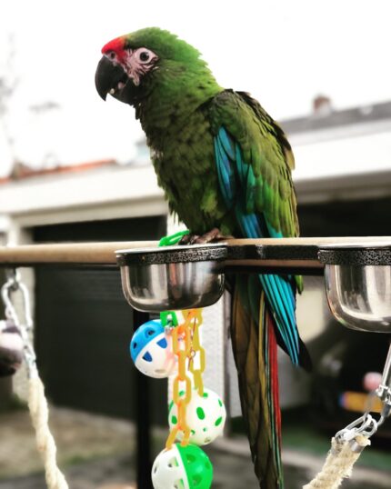 Female Military Macaw Parrot