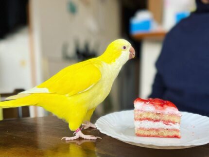 Female Quaker Parakeet for Sale