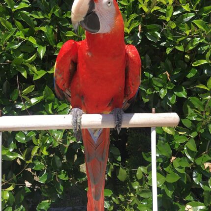 Female Scarlet Macaw Parrot