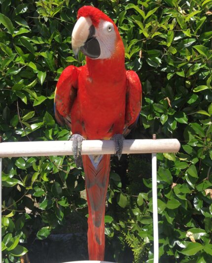 Female Scarlet Macaw Parrot