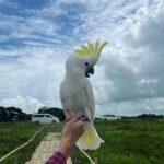 Female Umbrella Cockatoos Parrot