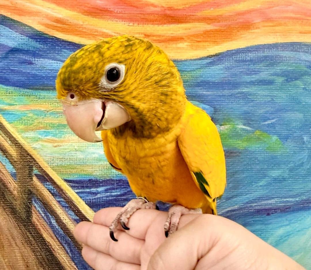 GOLDED CONURE - CAExoticssBirds