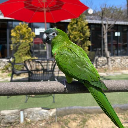Green Hahns Macaw
