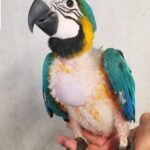 Hand-Reared Baby Macaw