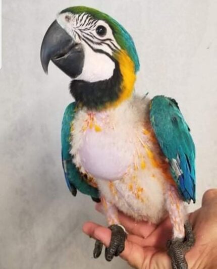 Hand-Reared Baby Macaw
