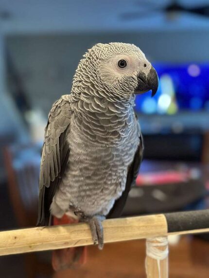 Hand Reared Male African Grey Parrot
