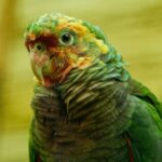 Hand-Tamed Amazon Parrot