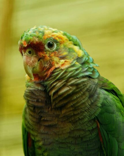 Hand-Tamed Amazon Parrot