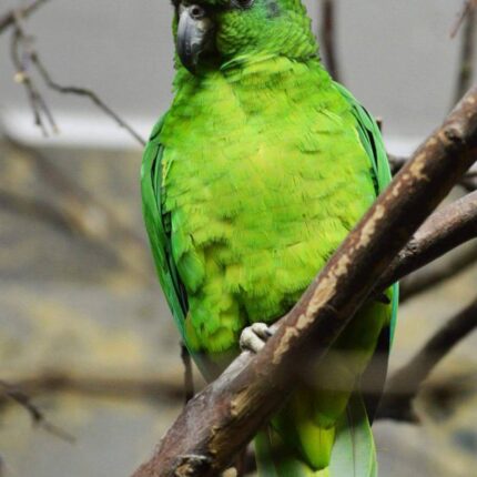 Hand-Tamed Female Amazon Parrot