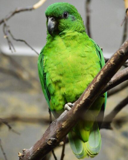 Hand-Tamed Female Amazon Parrot