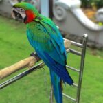 Hand-Tamed Male Scarlet Macaw