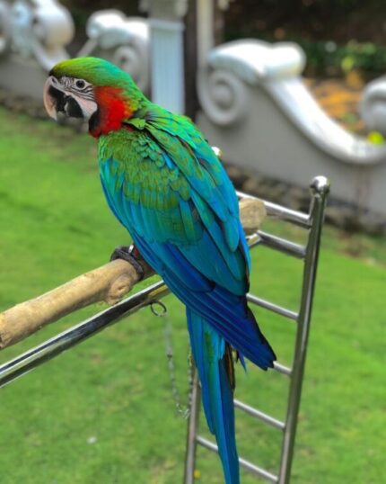 Hand-Tamed Male Scarlet Macaw