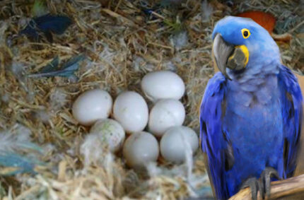 Hyacinth Macaw Parrot Eggs