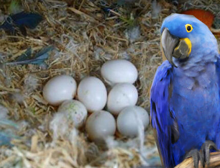 Hyacinth Macaw Parrot Eggs
