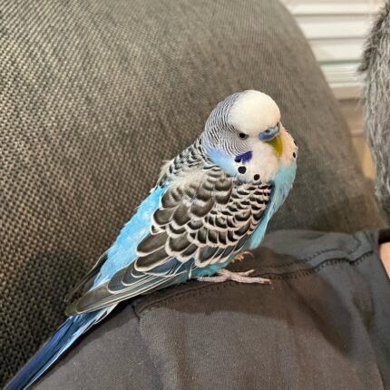 Intelligent Quaker Parakeet for Sale
