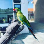lovely 8-month-old Military Macaw Parrot
