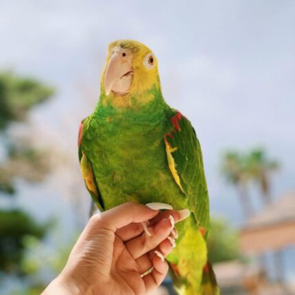 Loving Male Amazon Parrot for Sale