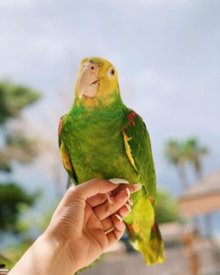 Loving Male Amazon Parrot for Sale