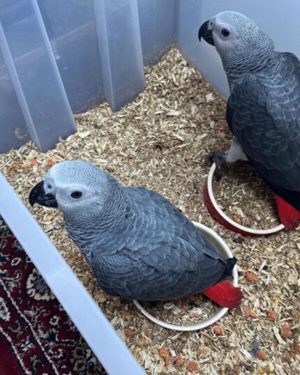 Male and Female Babies African Grey Parrots