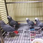 Male and Female Babies African Grey Parrots