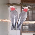 Male and Female Galah Cockatoo Parrots