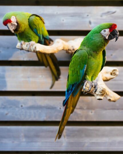 Male and Female Military Macaw Parrots