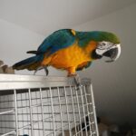 Male Blue and Gold Macaw Parrot for Sale
