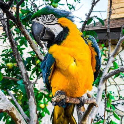 Male Blue & Gold Macaw Parrot